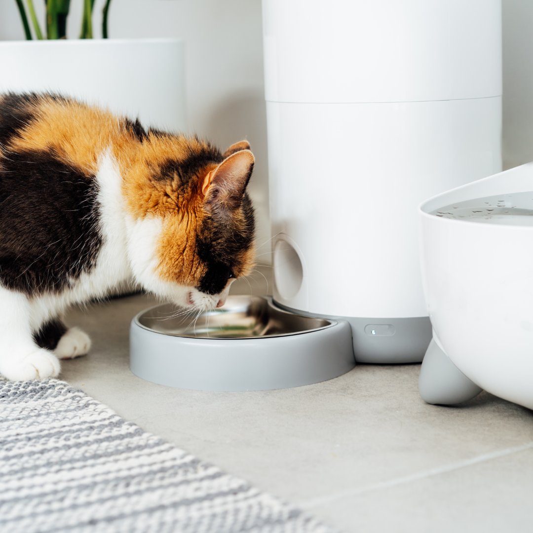 Bowls & Feeders & Food Containers